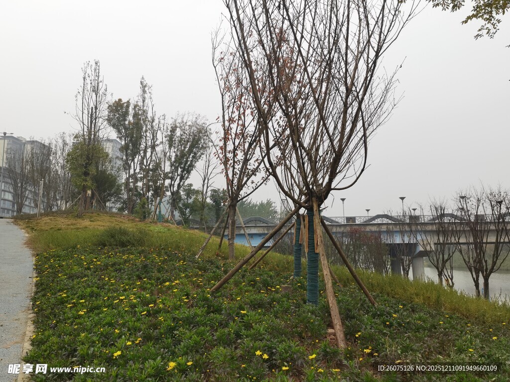 冬日公园的光秃树木景观