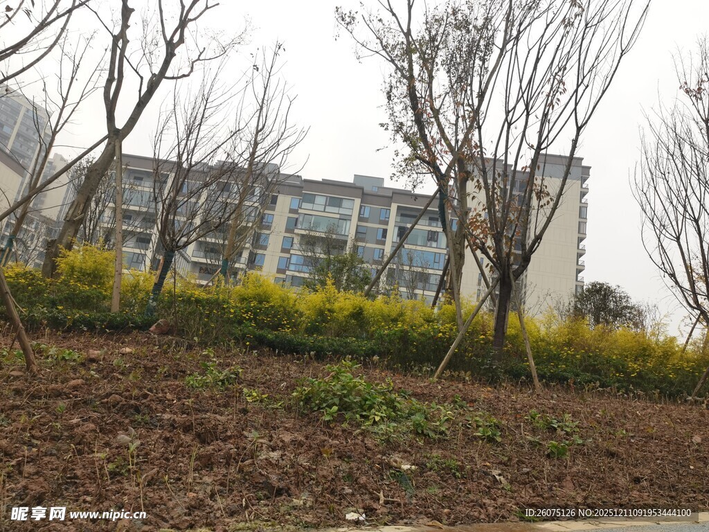 小区旁的绿植与建筑景观