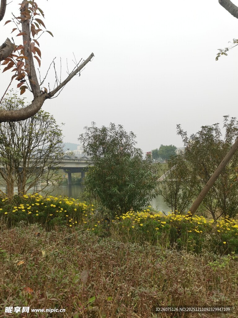 户外黄花绿植自然景致