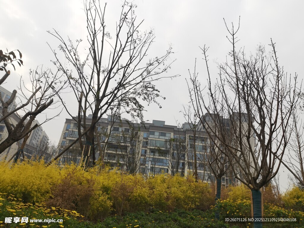 秋日城郊黄叶枯树与建筑