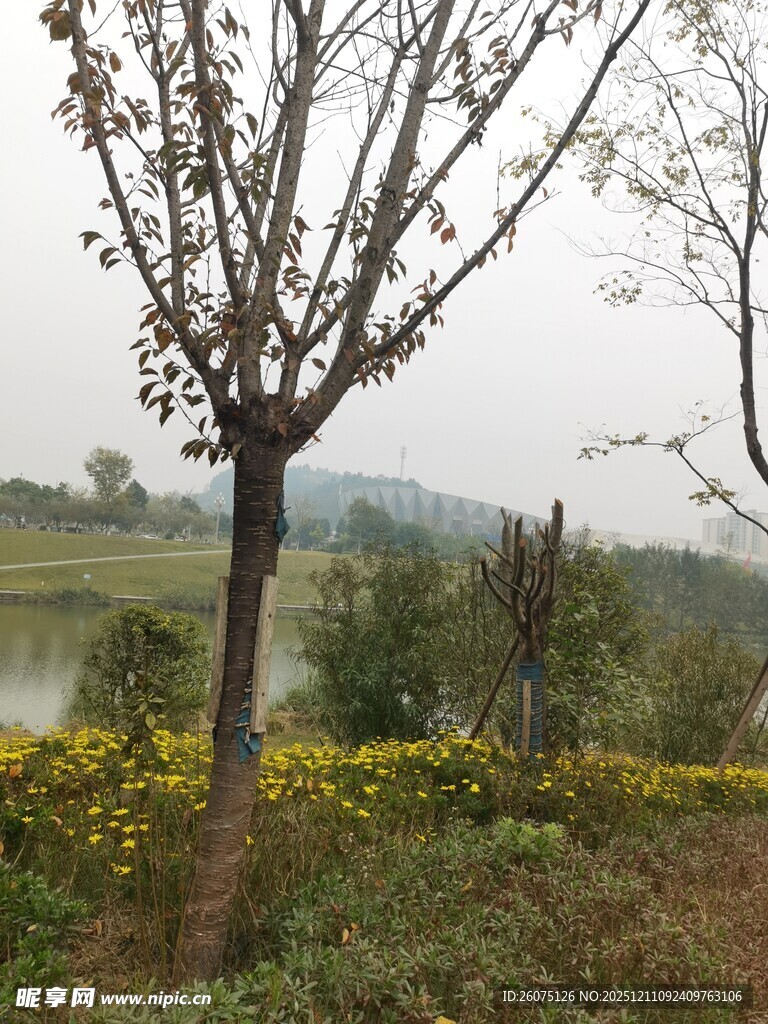 湖畔树木与绽放的野花