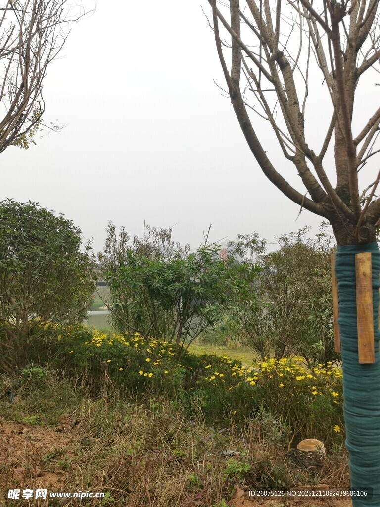 户外绿植景观中的树木