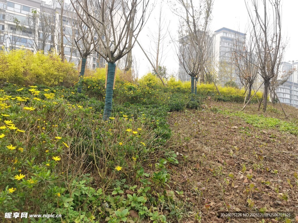 城市中春日的花草小径