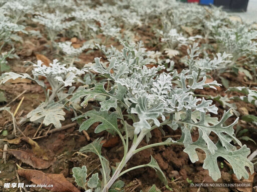 银叶植物特写