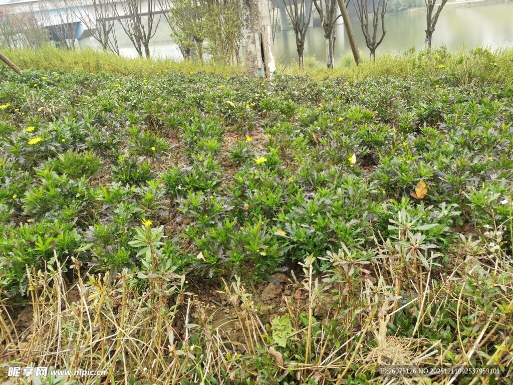 绿意盎然的灌木植物景观
