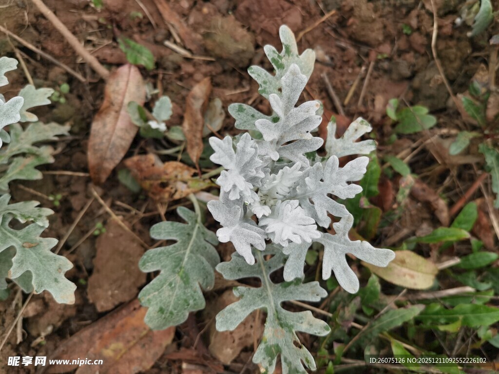银叶植物特写