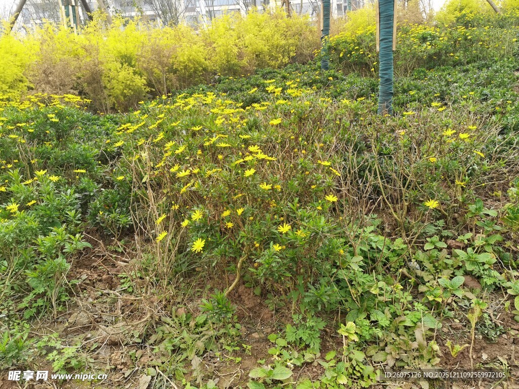 春日绽放的黄色小花丛