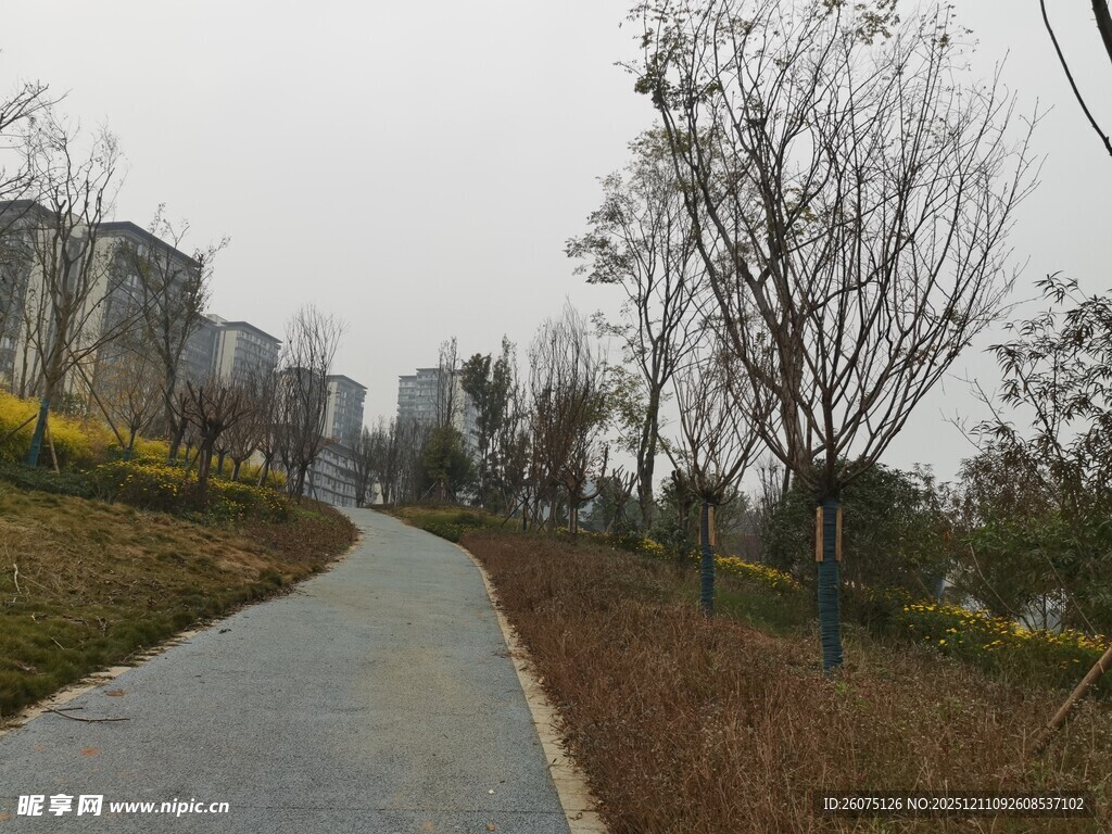 城郊小路旁的稀疏树木