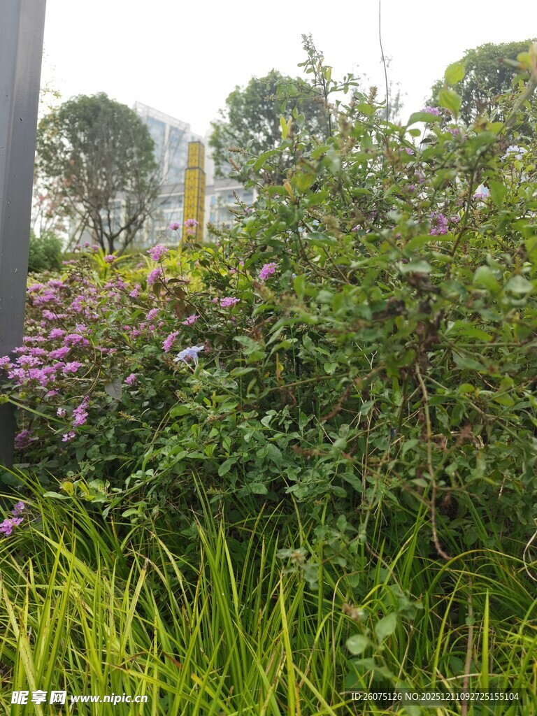 户外繁茂花草景观