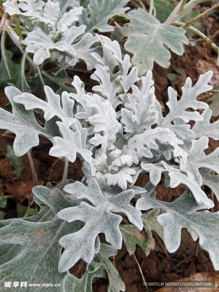 银叶植物特写