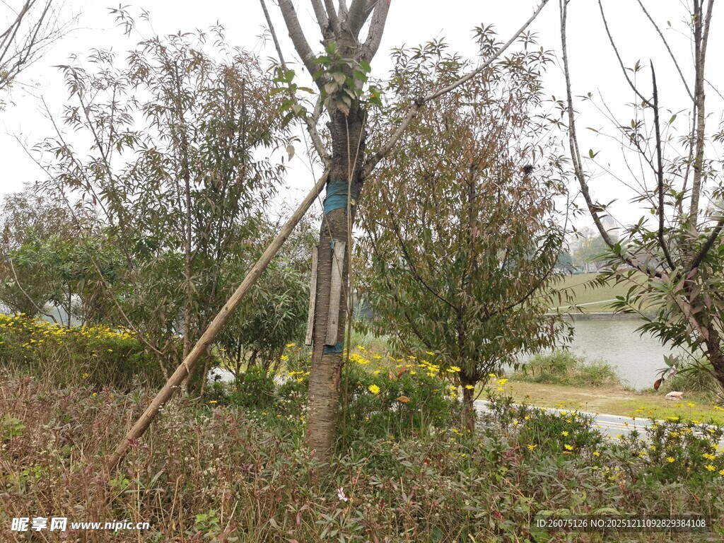 郊外树木与自然景致