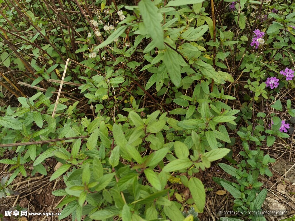 绿叶丛中的紫色小花