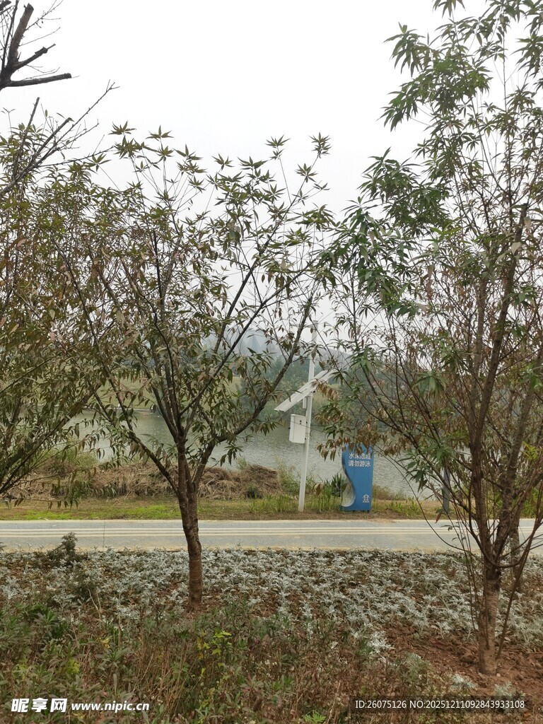 乡村路旁树木景致