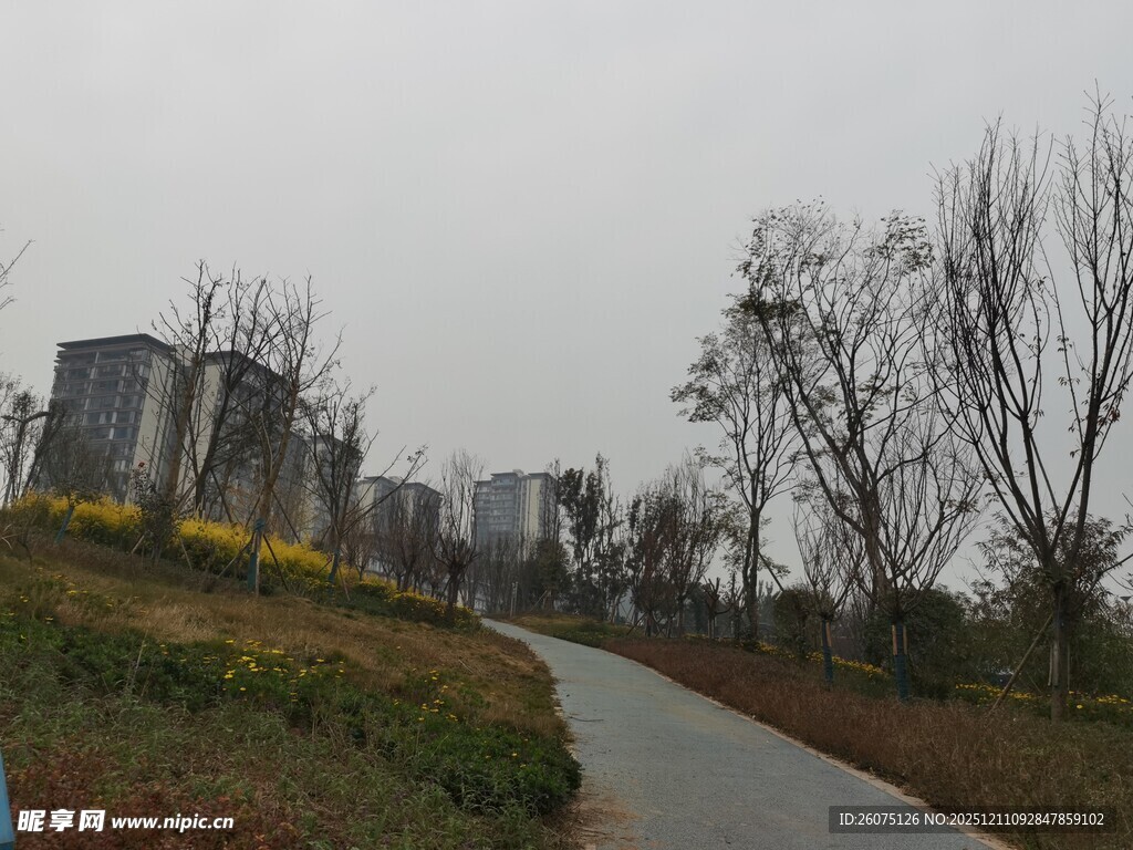 城郊小路旁的稀疏树木与建筑