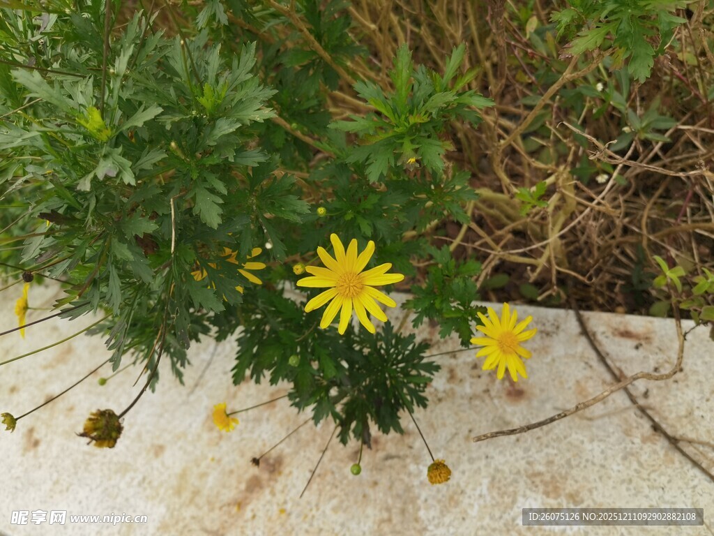 墙边绽放的黄色小野花