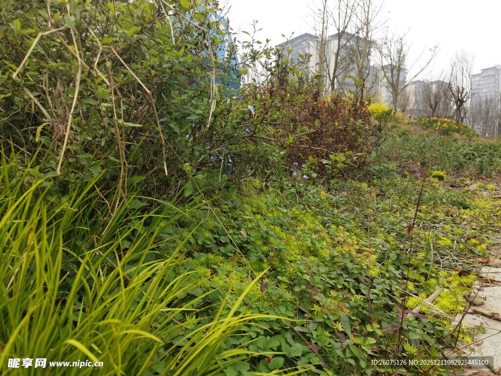 自然小径旁的繁茂绿植