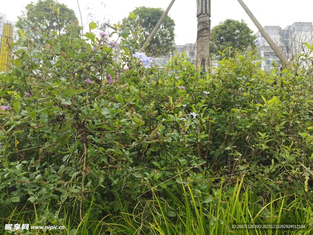 绿意盎然的灌木丛景观