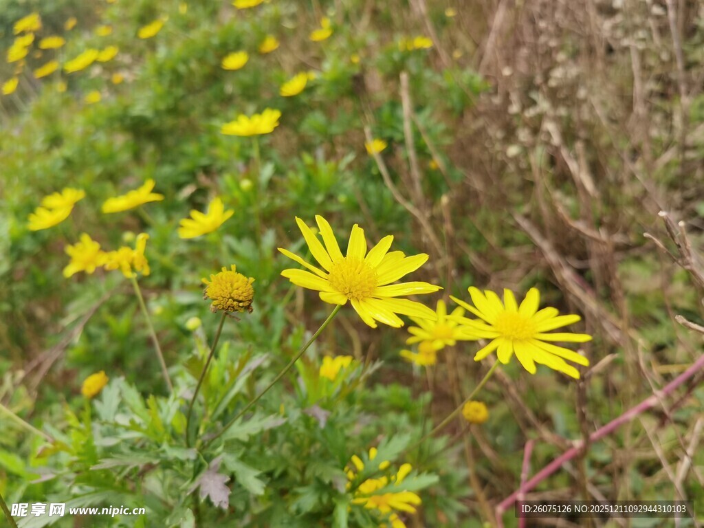 野外绽放的黄色小花