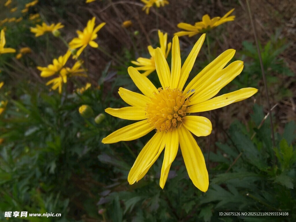 绽放的黄色小花