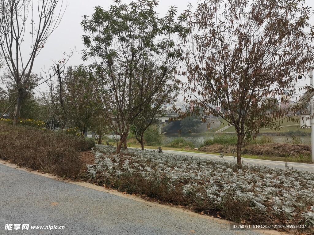 乡村路旁树木与石景