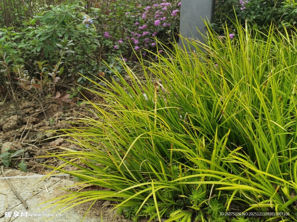 翠绿观赏草装点自然景致