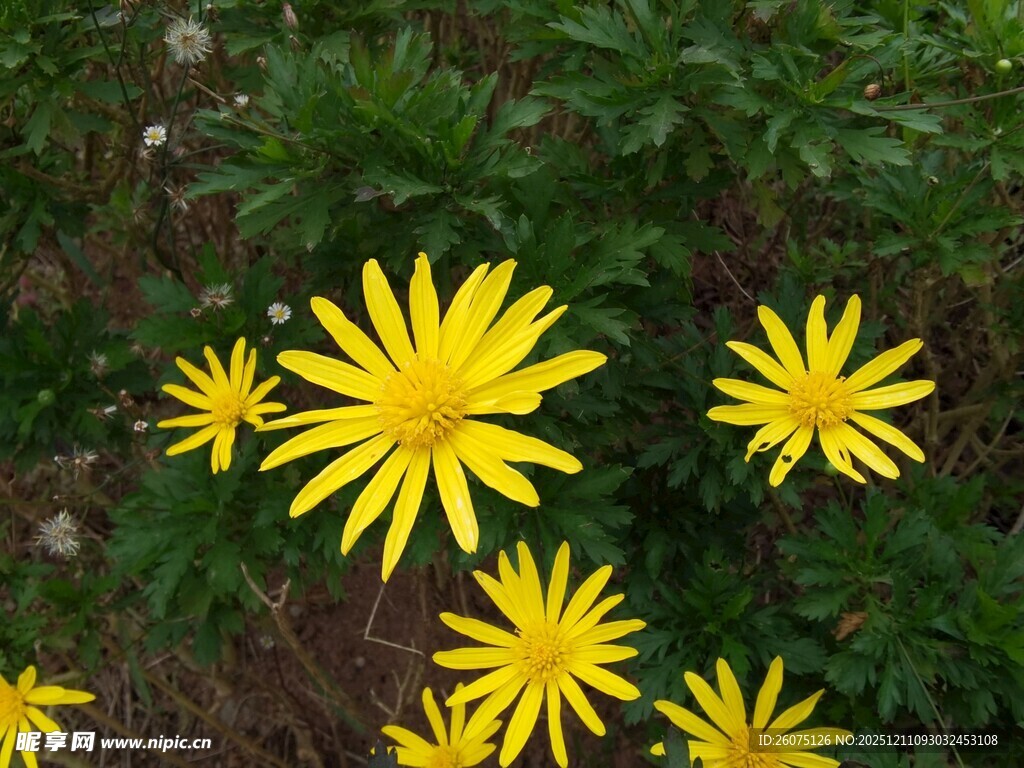 黄色小花绽放于绿叶间