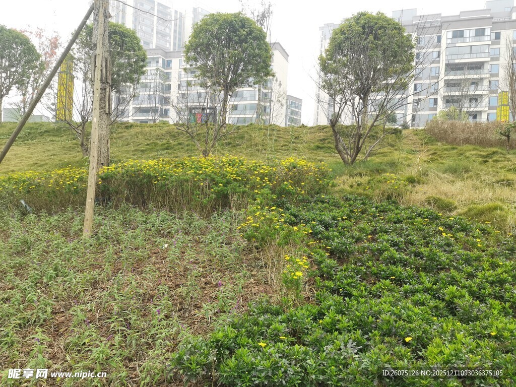 户外绿植与远处建筑景观