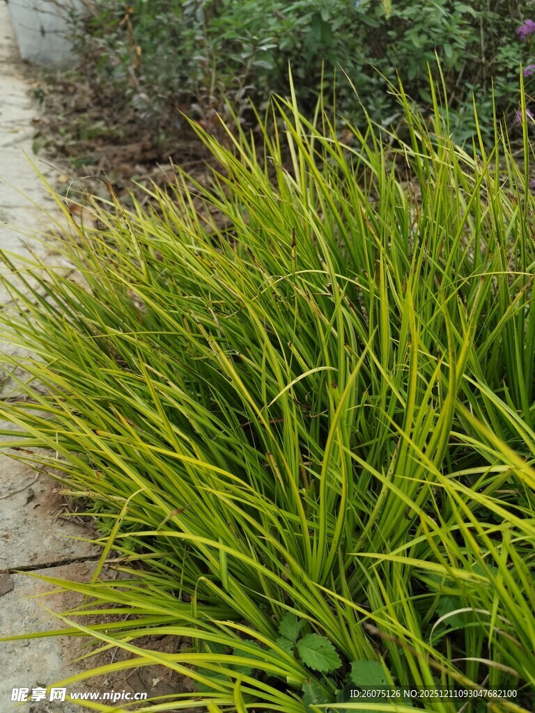 金黄条纹草清新自然景