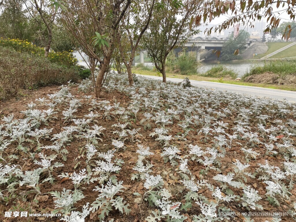 园林中银叶菊种植景观