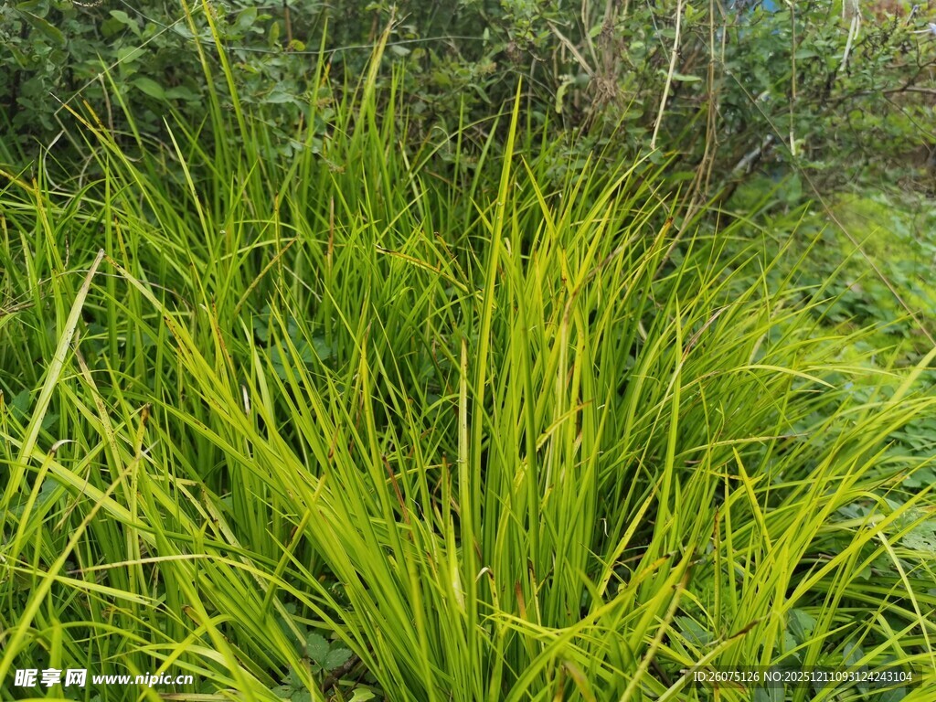 翠绿丛生的茂盛观赏草