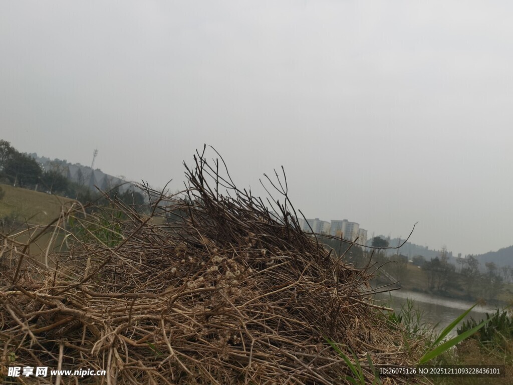 野外干枯杂草堆场景