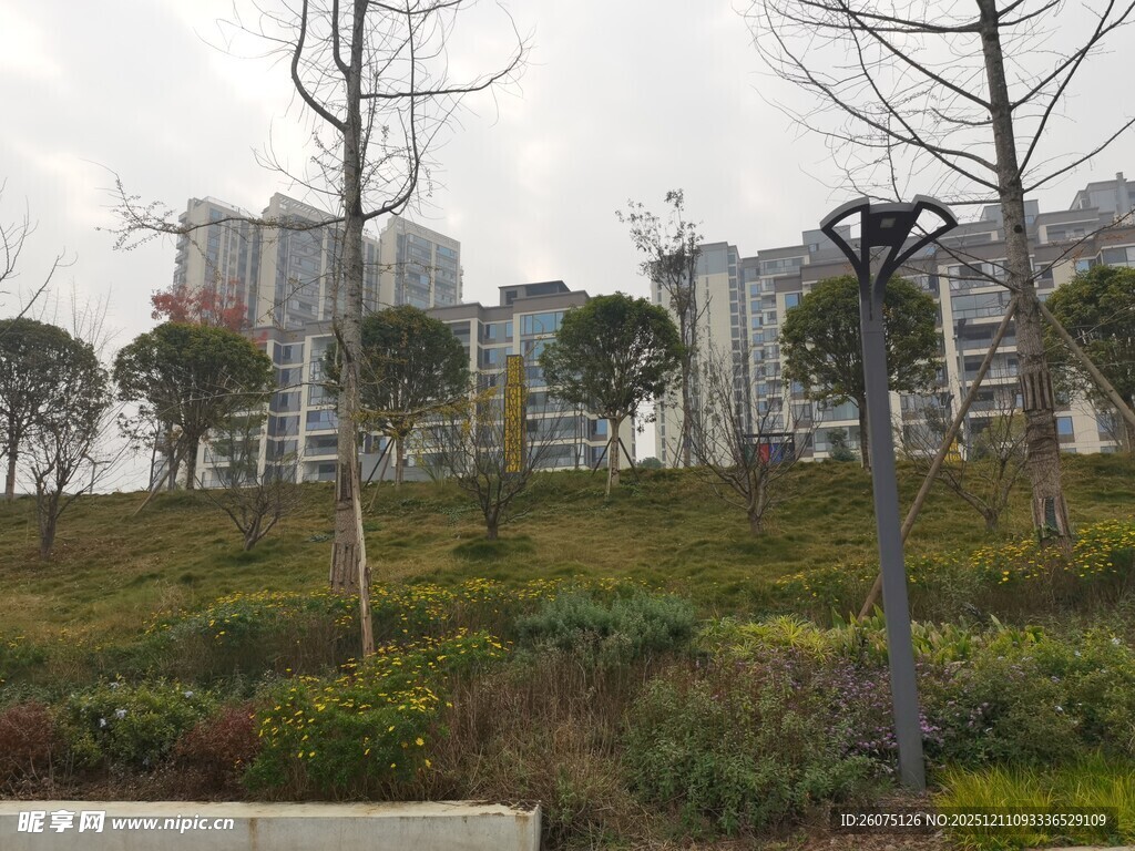 城市边的绿植与高楼景观