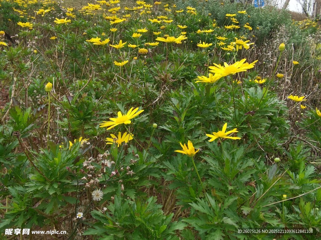 田野中绽放的黄色小花