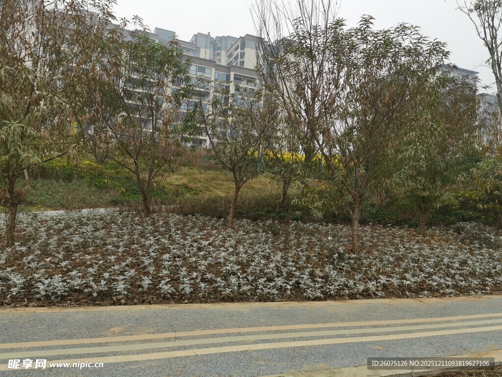 道路旁多彩植被景观