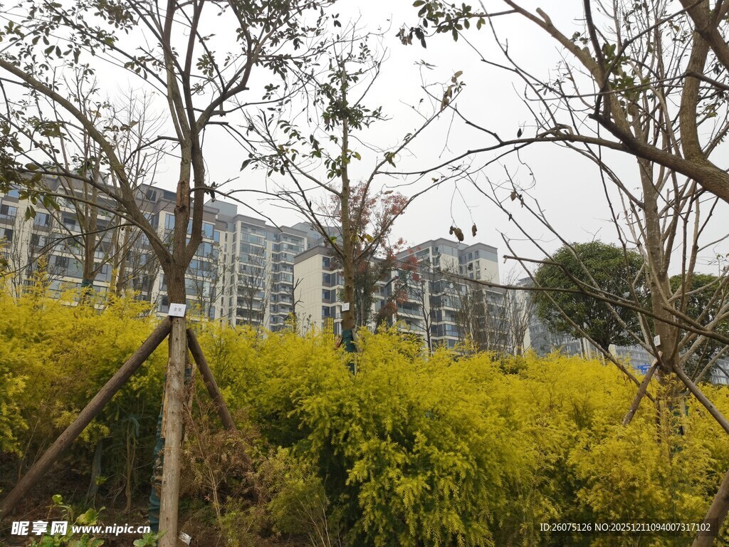城市中树木与金黄花丛景观
