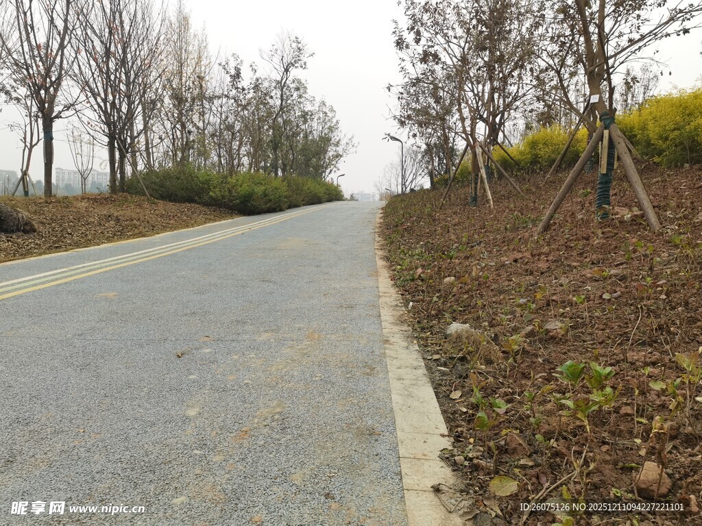 乡间空旷道路树木相伴