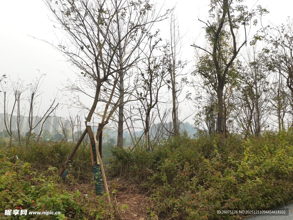 郊外路旁的树木与植被