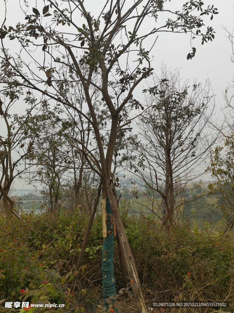 野外稀疏树木景象