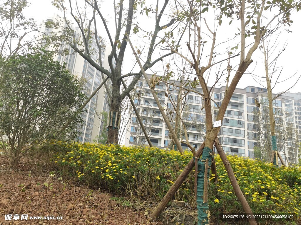 城市中树木与绿植景观