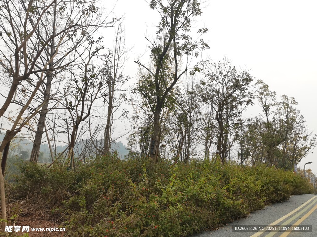 路边树木与绿植景观