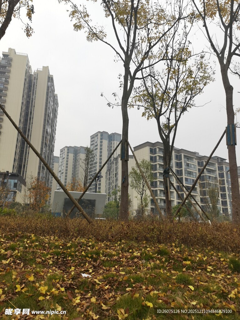 秋日城郊的高楼与树木