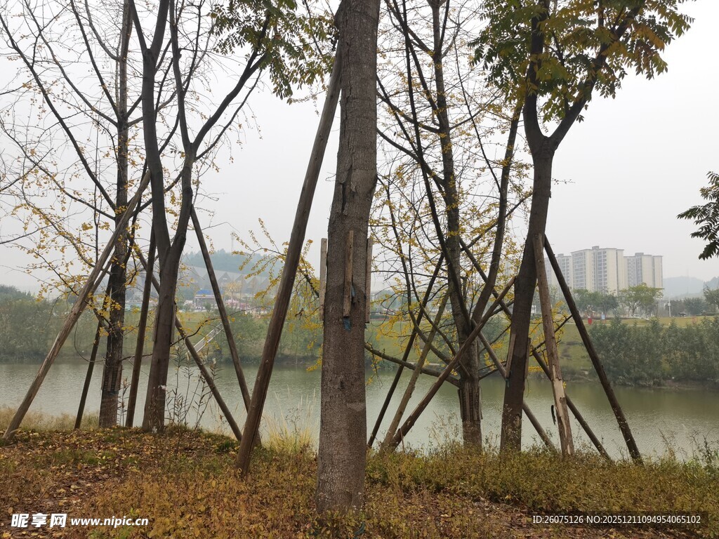 雾中树林与水边景致