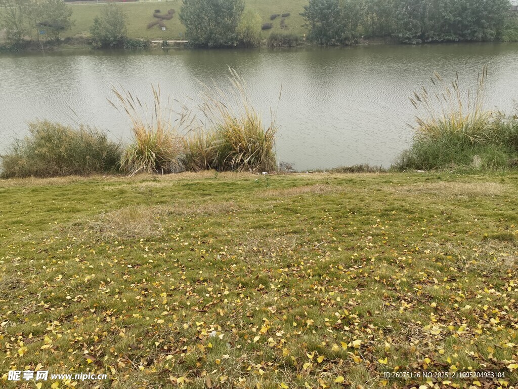 湖畔草地绽放自然之美