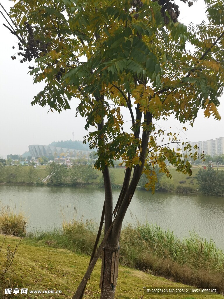 湖畔树木风景图