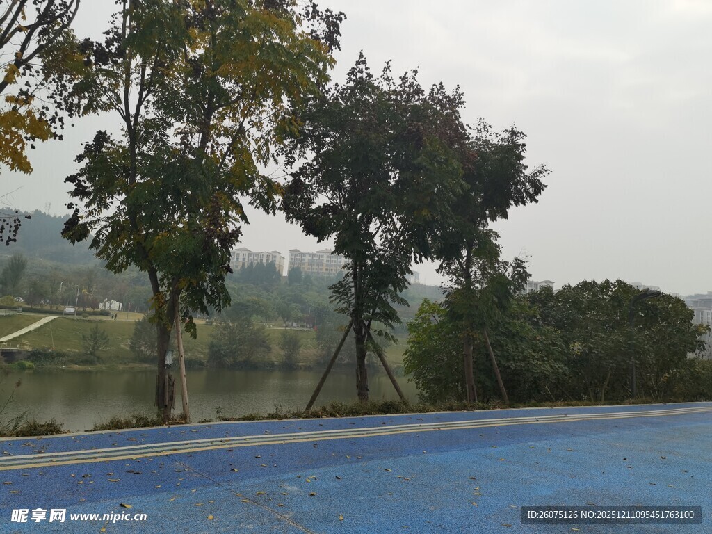 户外蓝色泳池边的绿树风景