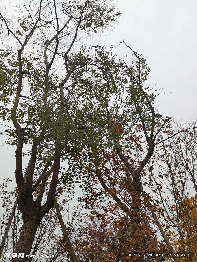 秋日枯荣交织的树木景观