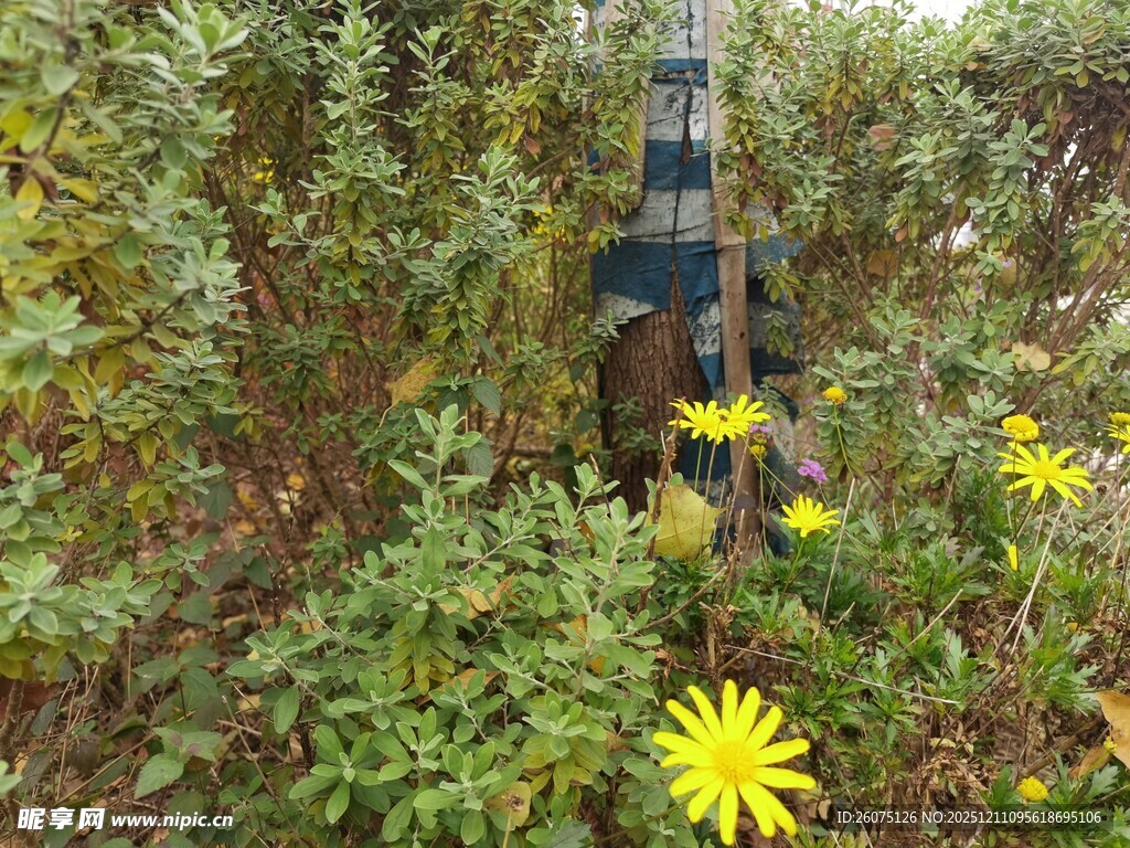 野外花丛中的神秘装置