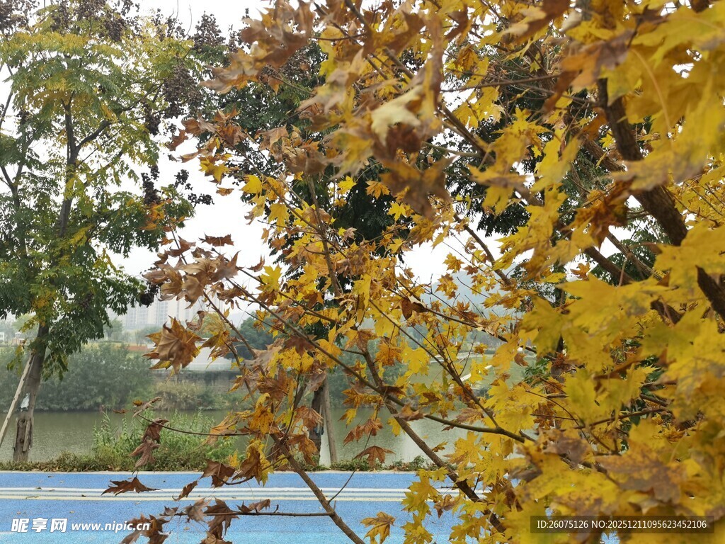 秋日湖畔斑斓树叶景致