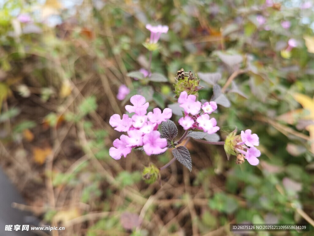 粉色小花绽放于草丛间