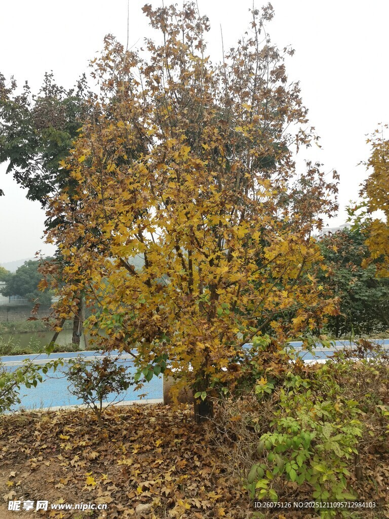 秋日湖畔树木落叶景致